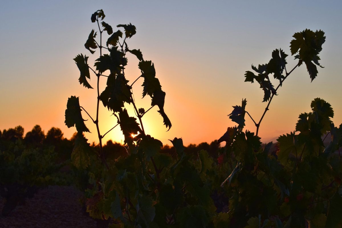 viña puesta de sol